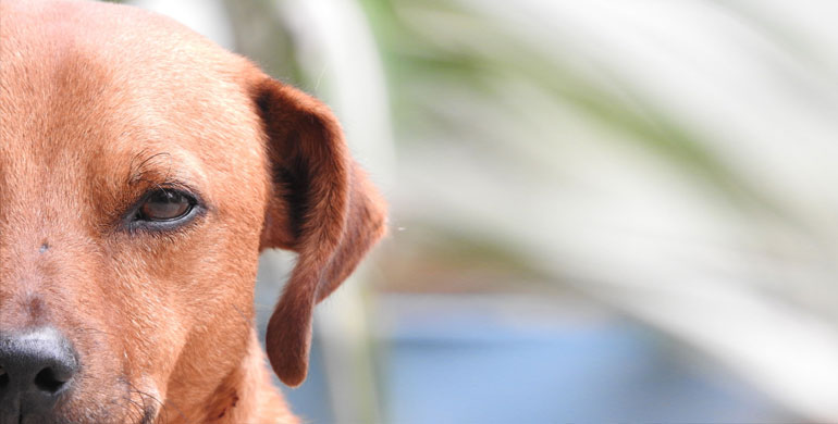 Bindehautentzündung beim Hund Bindehautentzündung beim Hund
