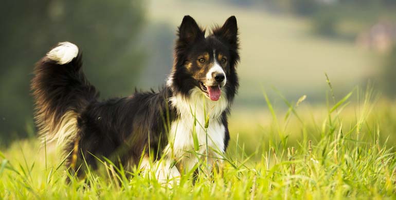 Border Collie