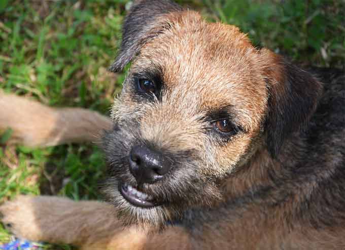 Border Terrier