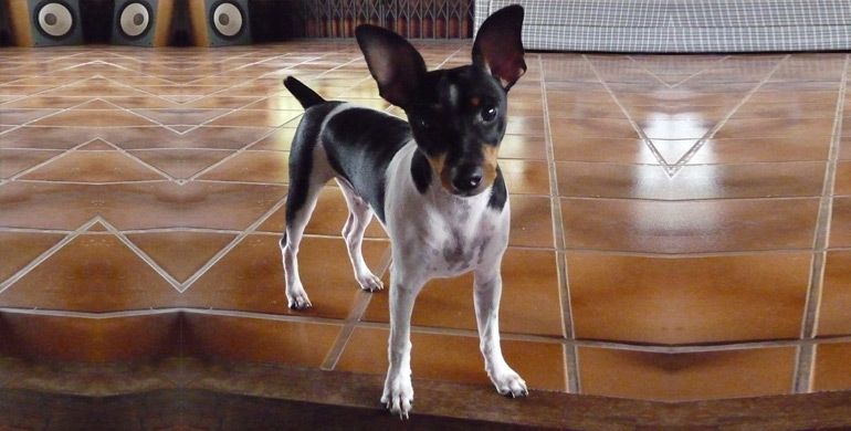 Brasilianischer Terrier