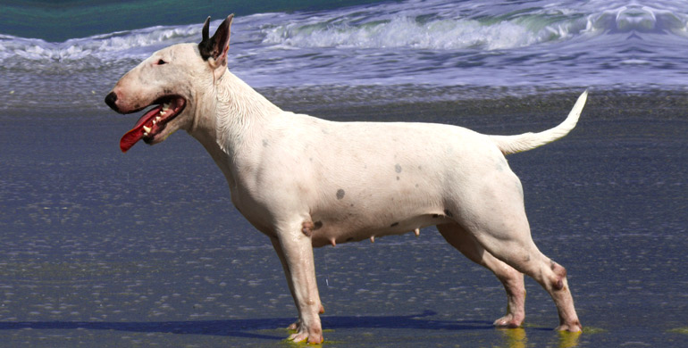 Bullterrier