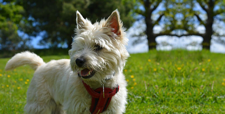 Cairn Terrier