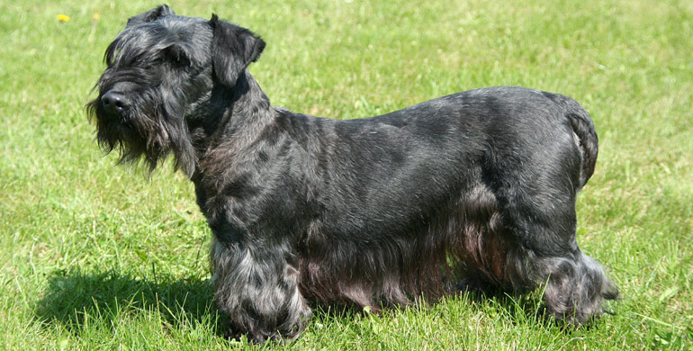 Tschechischer Terrier Tschechischer Terrier