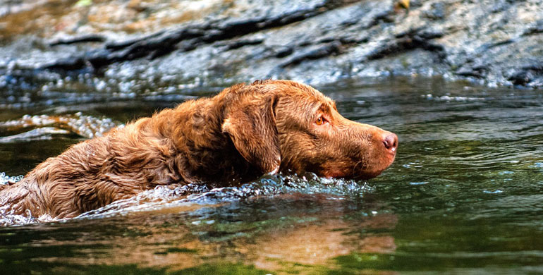 Chesapeake Bay Retriever