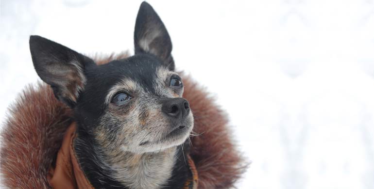 Chihuahua im Winter