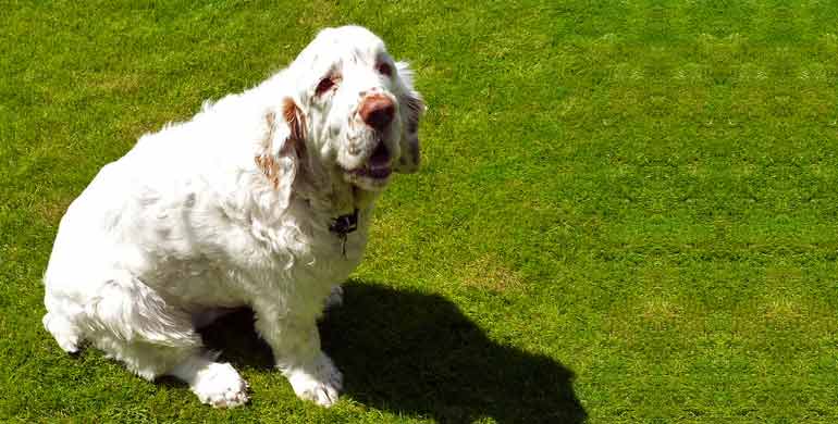 Clumber Spaniel Clumber Spaniel