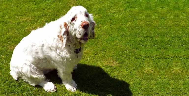 Clumber Spaniel