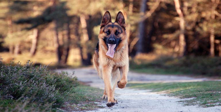 Deutscher Schäferhund - Rasseportrait Deutscher Schäferhund - Rasseportrait
