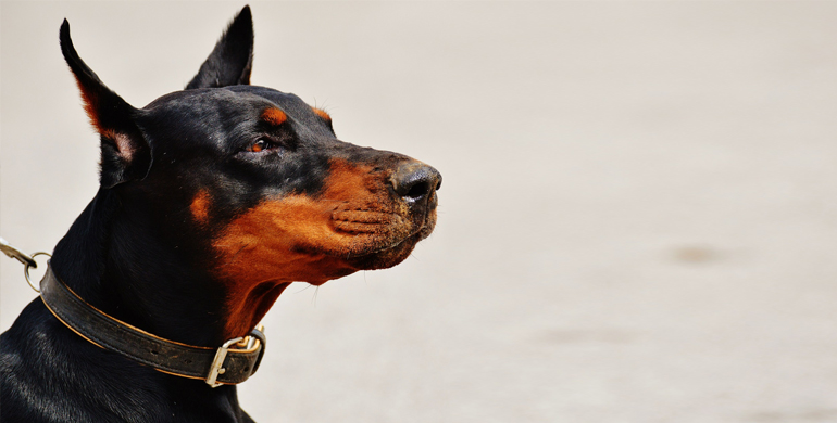 Rassenportrait Zum Dobermann Das Temperamentvolle Wesen