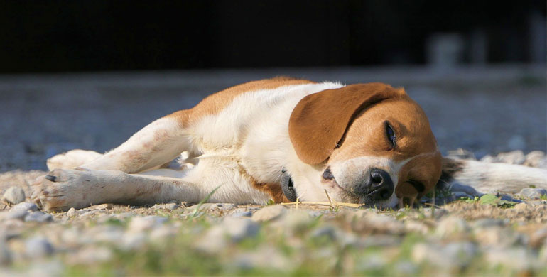 Epilepsie beim Hund