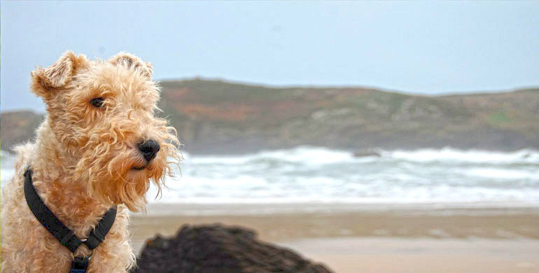 Foxterrier - Dieser Hund hat einen echten Terrier Charakter.