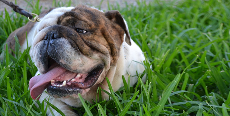 Herkunft und Geschichte von Französische Bulldogge