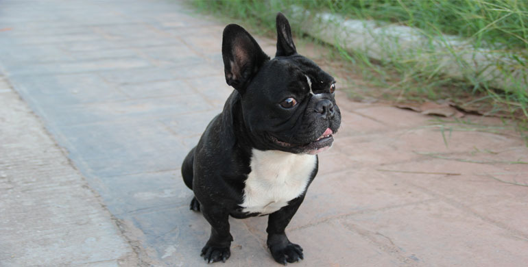 Französische Bulldogge