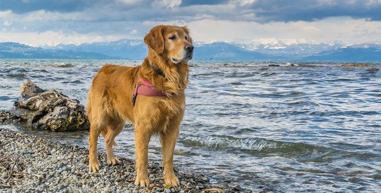 Die Golden Retriever gehören in vielen Ländern zu den beliebtesten Hunderassen