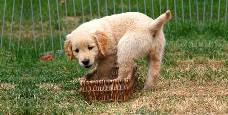 Haustiere: Ab welchem Alter ist ein Hund für Kinder die richtige Wahl? Haustiere