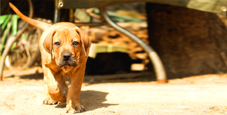 Hitzschlag beim Hund: Wie handele ich im Notfall richtig? Hitzschlag