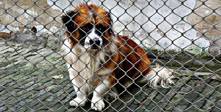 Hund aus dem Tierheim Hund aus dem Tierheim