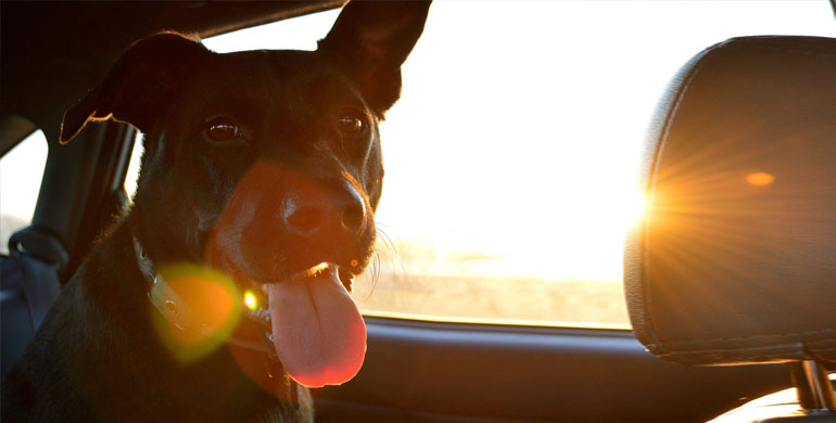 Hund bei Hitze im Auto