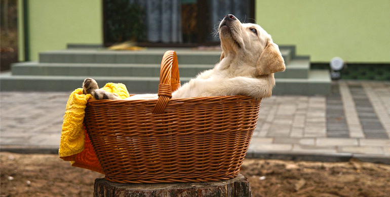 Labrador Welpe Labrador Welpe