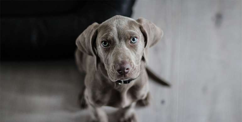 Hunde in der Wohnung  - So bleibt es sauber