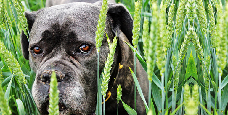 mythen über Hunde