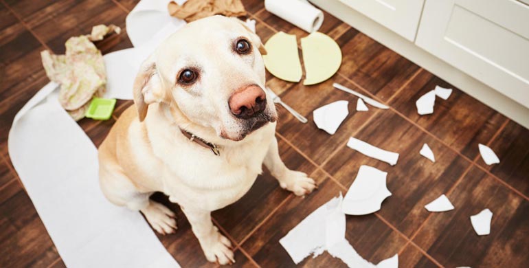 Hundehaftpflicht Hundehaftpflicht