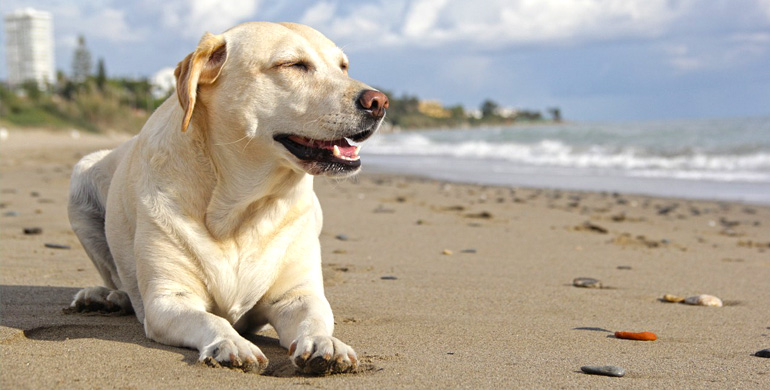 Urlaub mit dem Hund: Vorbereitungen für einen gelungenen Urlaub mit dem Vierbeiner.