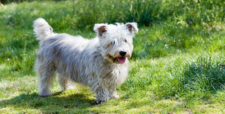 Irish Glen of Imaal Terrier