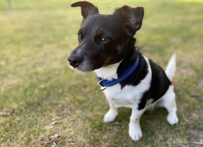 Jack Russel Terrier Rocky