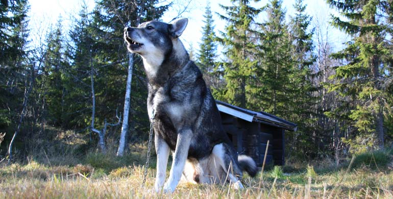 Jämthund - Schwedischer Elchhund