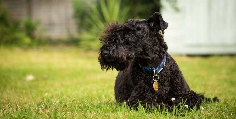 Kerry Blue Terrier Kerry Blue Terrier
