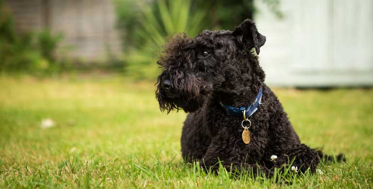 Kerry Blue Terrier