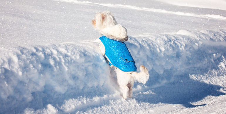 Kleidung für Hunde