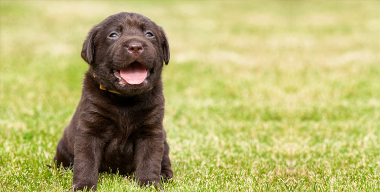 6 Überlegungen vor dem Erwerb eines Labrador Retrievers