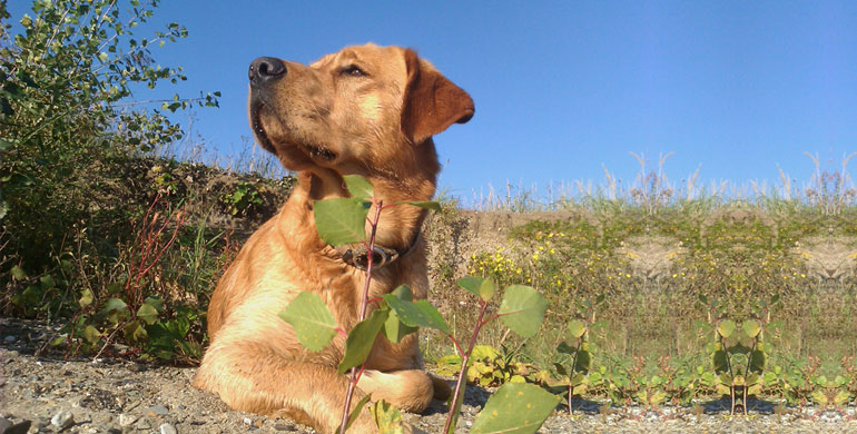 Labrador Retriever