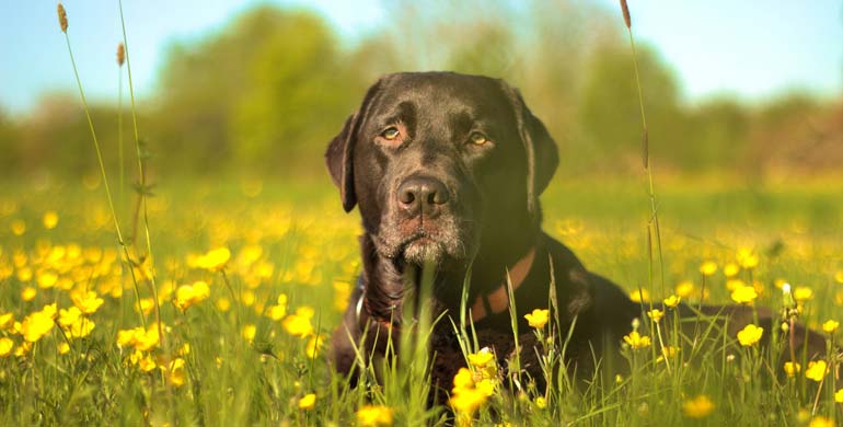 Labrador Retriever