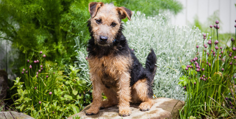 Der Lakeland Terrier ist ein Jagdhund (unter anderem zur Jagd af Füchse) und Familienhund. Lakeland Terrier