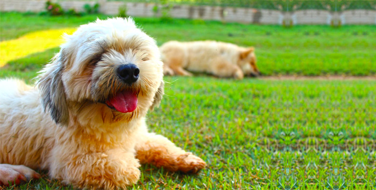 Lhasa Apso - der tibetische Löwenhund