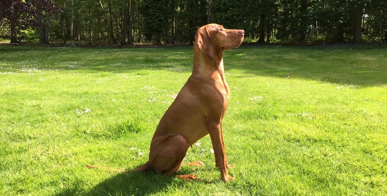 Magyar Vizsla