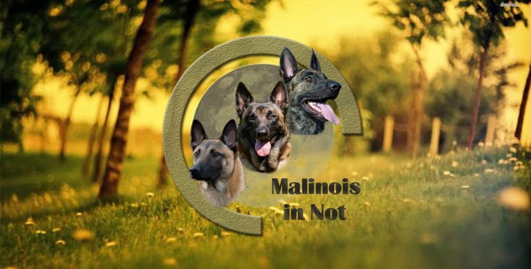 Malinois in Not