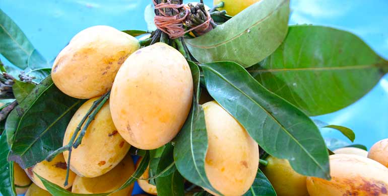 Sind Mangos gut für Ihren Hund? Sind Mangos gut für Ihren Hund?