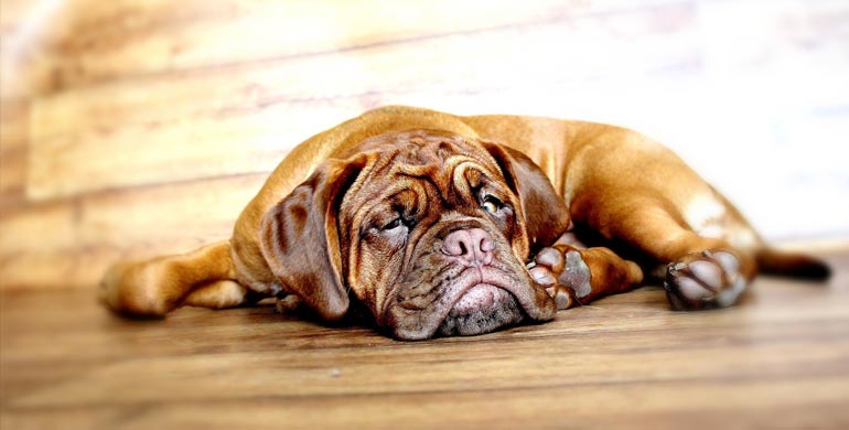 Mastiff Mastiff