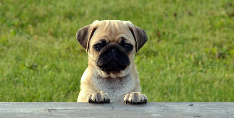 gesellig und gefühlvoll, unkompliziert Mops Kein Hund wie andere