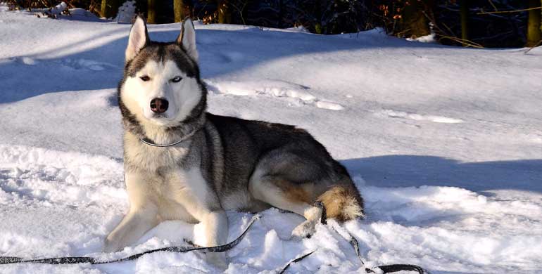 Schlittenhunde Schlittenhunde