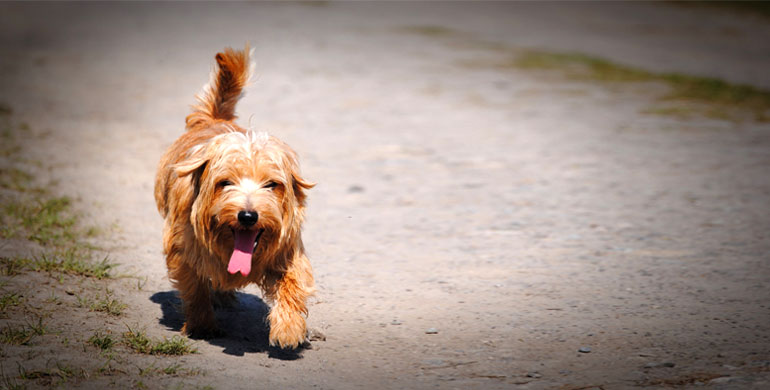 Norfolk Terrier