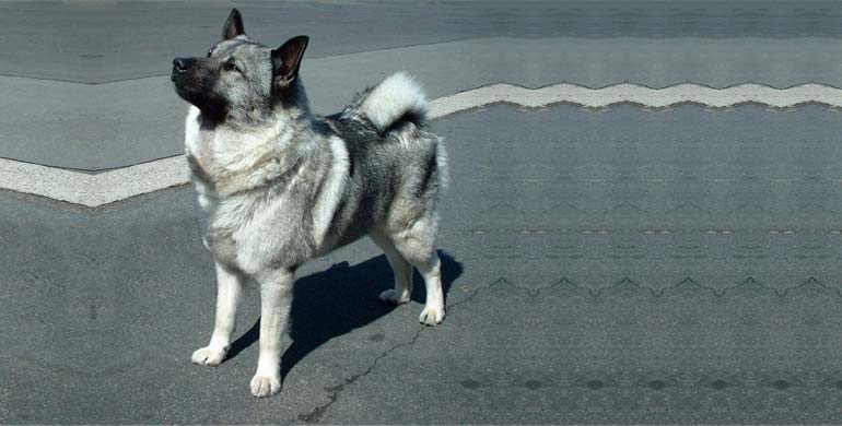 Norwegischer Elchhund Norwegischer Elchhund