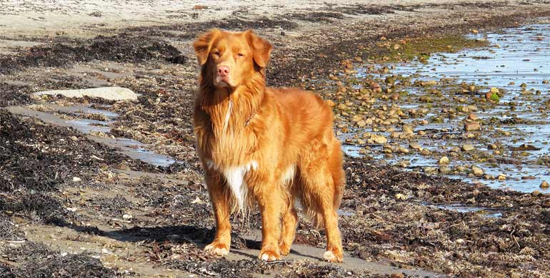 Nova Scotia Duck Tolling Retriever