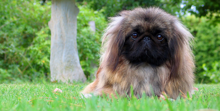 Pekingese - Löwen ähnlicher Wächter