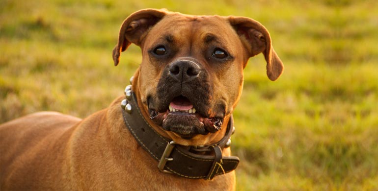 Kampfhund Kampfhund