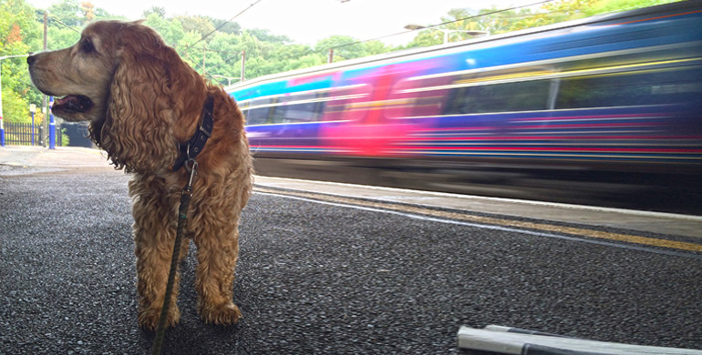 Mit Ihrem Hund in der Bahn verreisen Reisen mit der Bahn